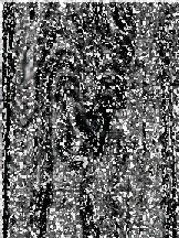20070309143419-la.busqueda.jpg