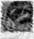 20080716101422-rata.jpg